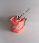 Los dientes dentales plásticos de cepillado coloridos modelan a Removable